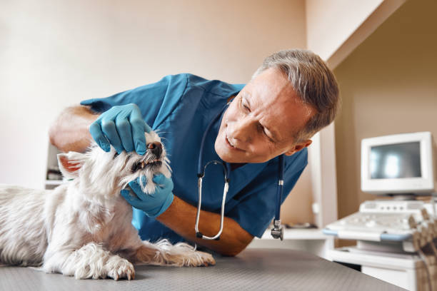  Port Gibson, MS Emergency Dentist Pros